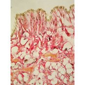 Weigert's Hematoxylin Stain Kit